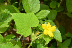 Cucumis sativus f. hardwickii
